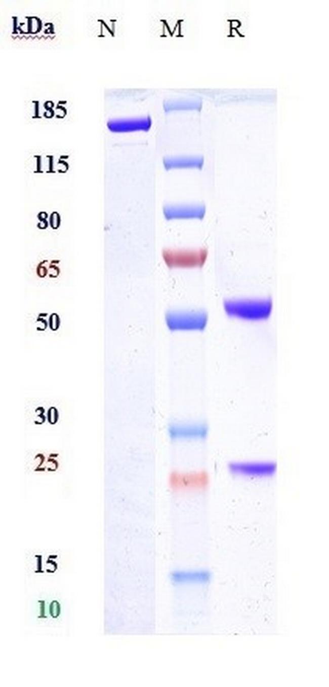 Indatuximab Chimeric Antibody in SDS-PAGE (SDS-PAGE)