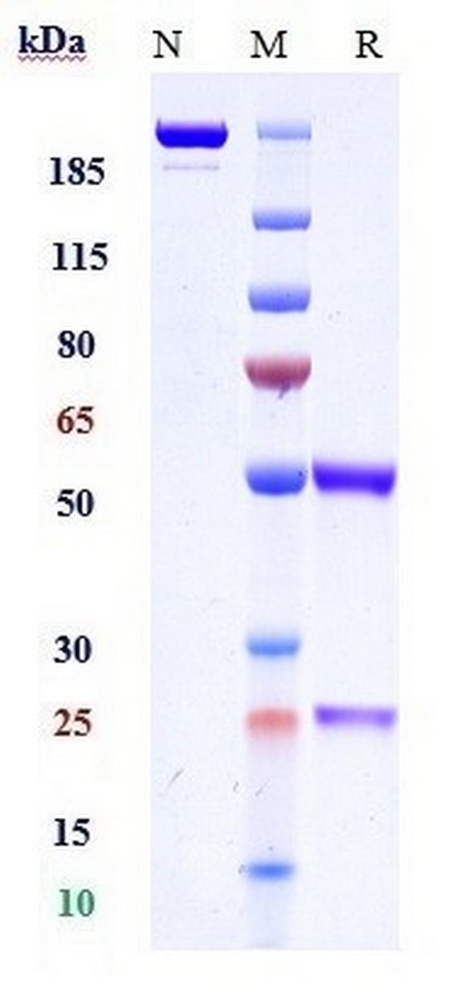 TLR2 (Tomaralimab Biosimilar) Antibody in SDS-PAGE (SDS-PAGE)