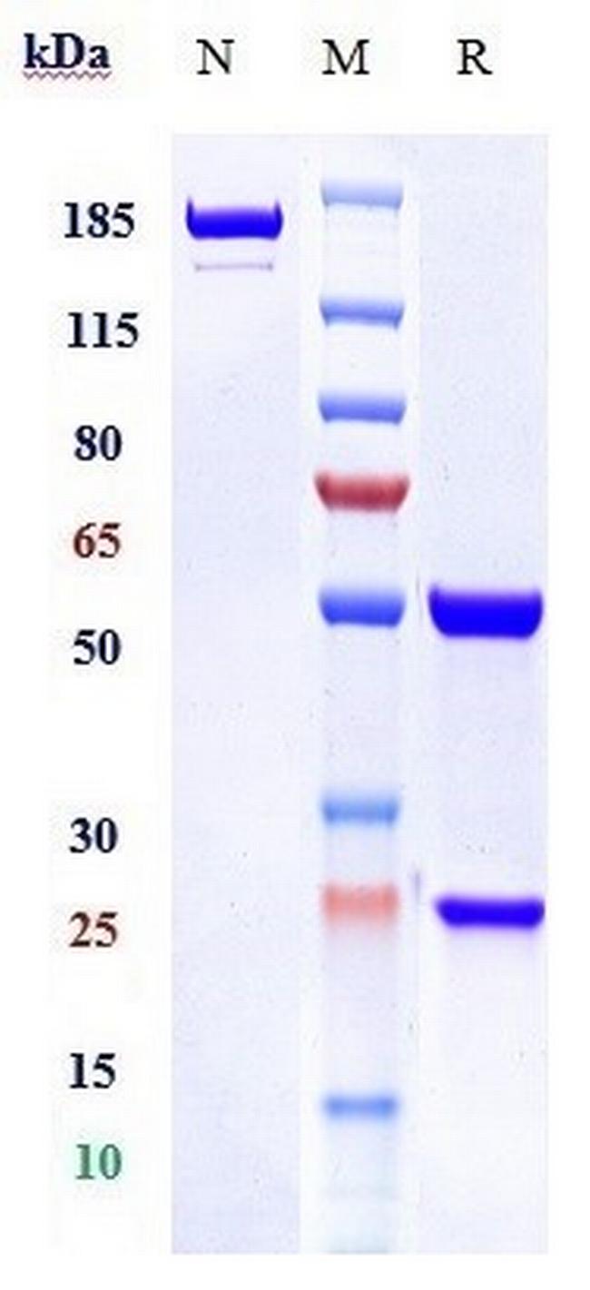 DR4 (Mapatumumab Biosimilar) Antibody in SDS-PAGE (SDS-PAGE)