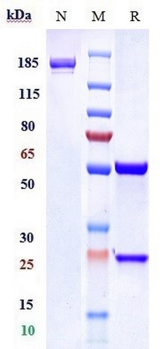 TrkA Biosimilar Antibody in SDS-PAGE (SDS-PAGE)