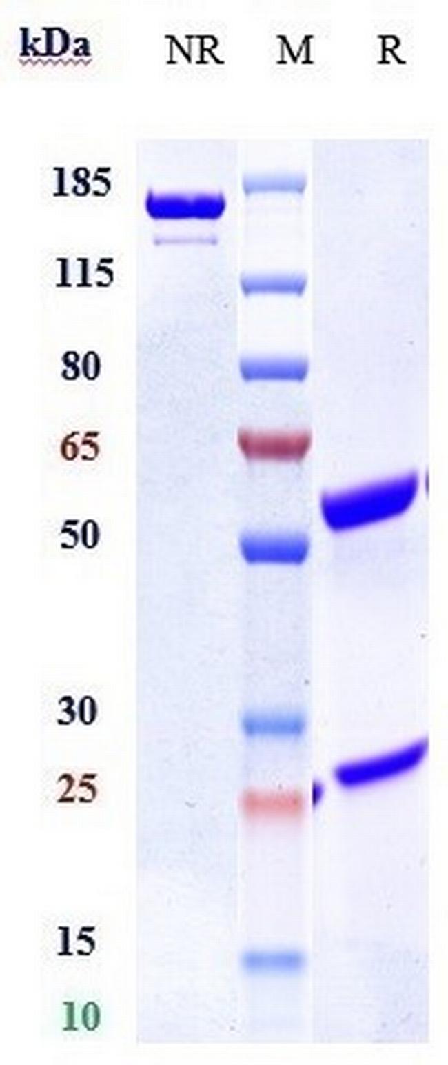 CD266 (Enavatuzumab Biosimilar) Antibody in SDS-PAGE (SDS-PAGE)