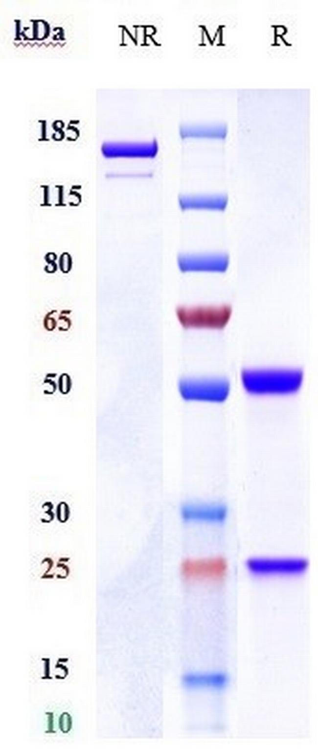 Raludotatug Antibody in SDS-PAGE (SDS-PAGE)