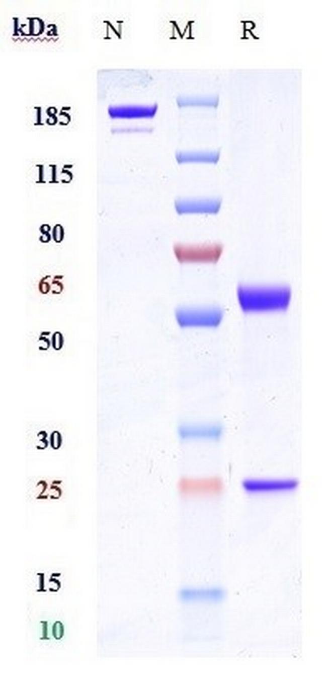 Tabituximab Humanized Antibody in SDS-PAGE (SDS-PAGE)