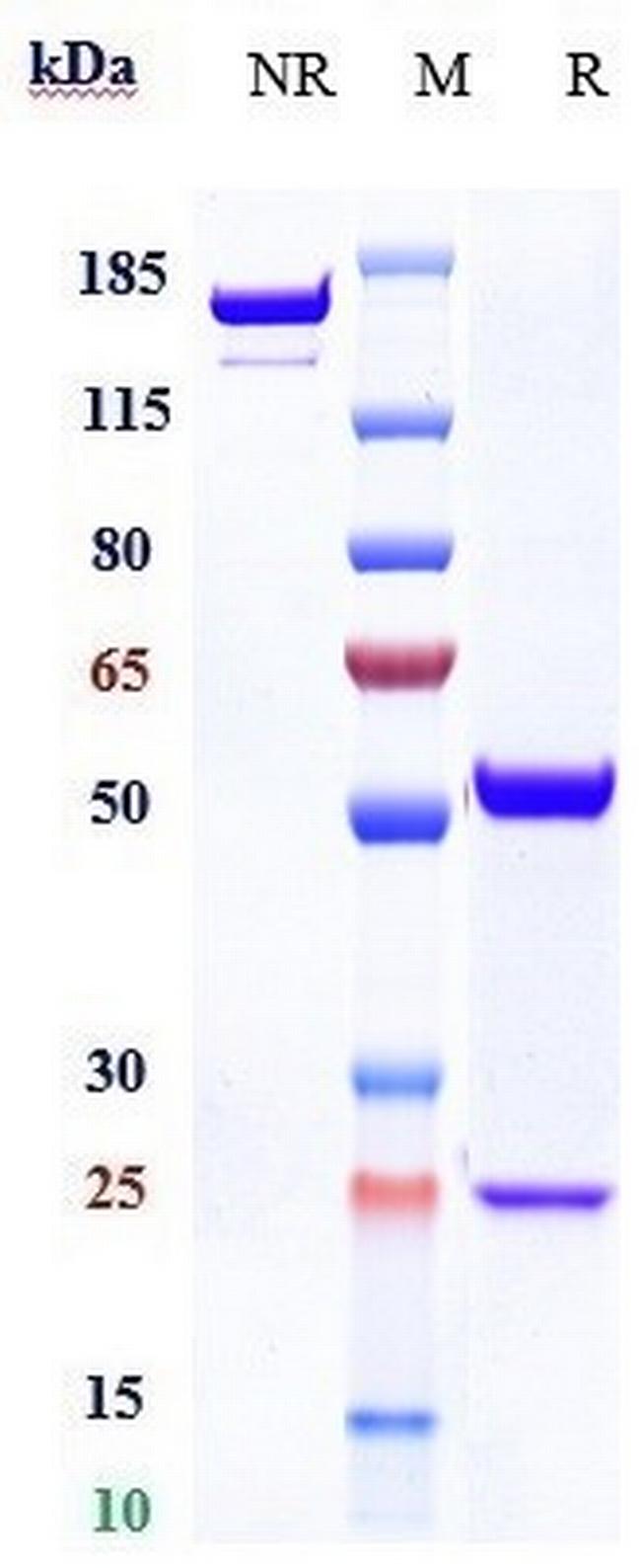 FUT2 (Biosimilar) Antibody in SDS-PAGE (SDS-PAGE)
