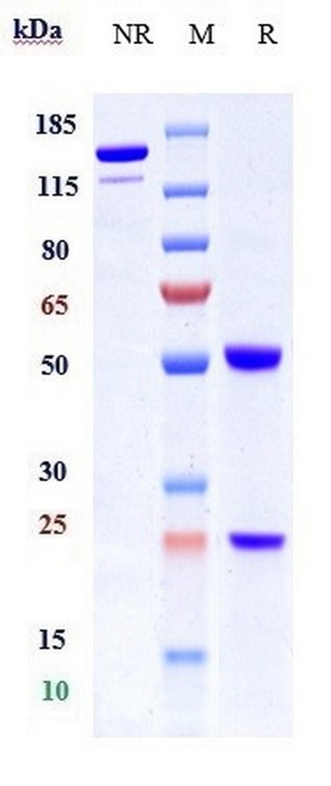 Integrin beta 1 (CD29) (Biosimilar) Antibody in SDS-PAGE (SDS-PAGE)
