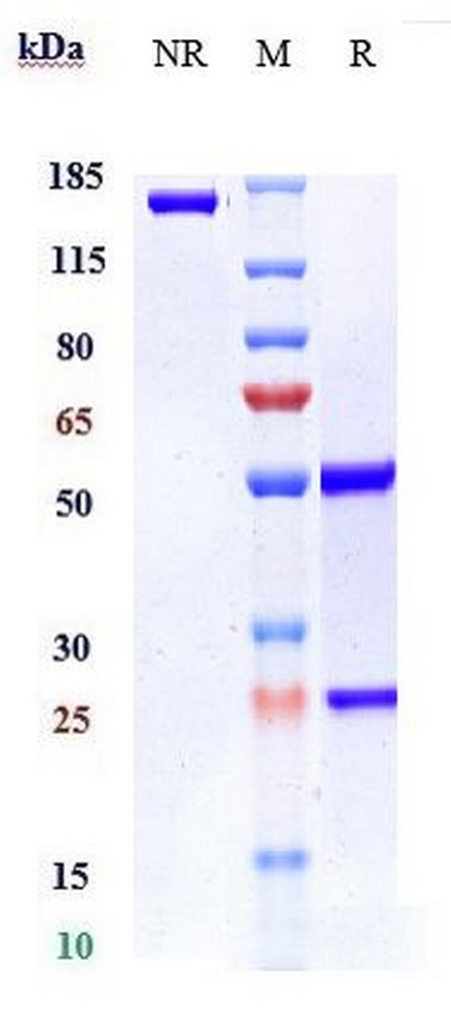 VEGFB (Biosimilar) Antibody in SDS-PAGE (SDS-PAGE)