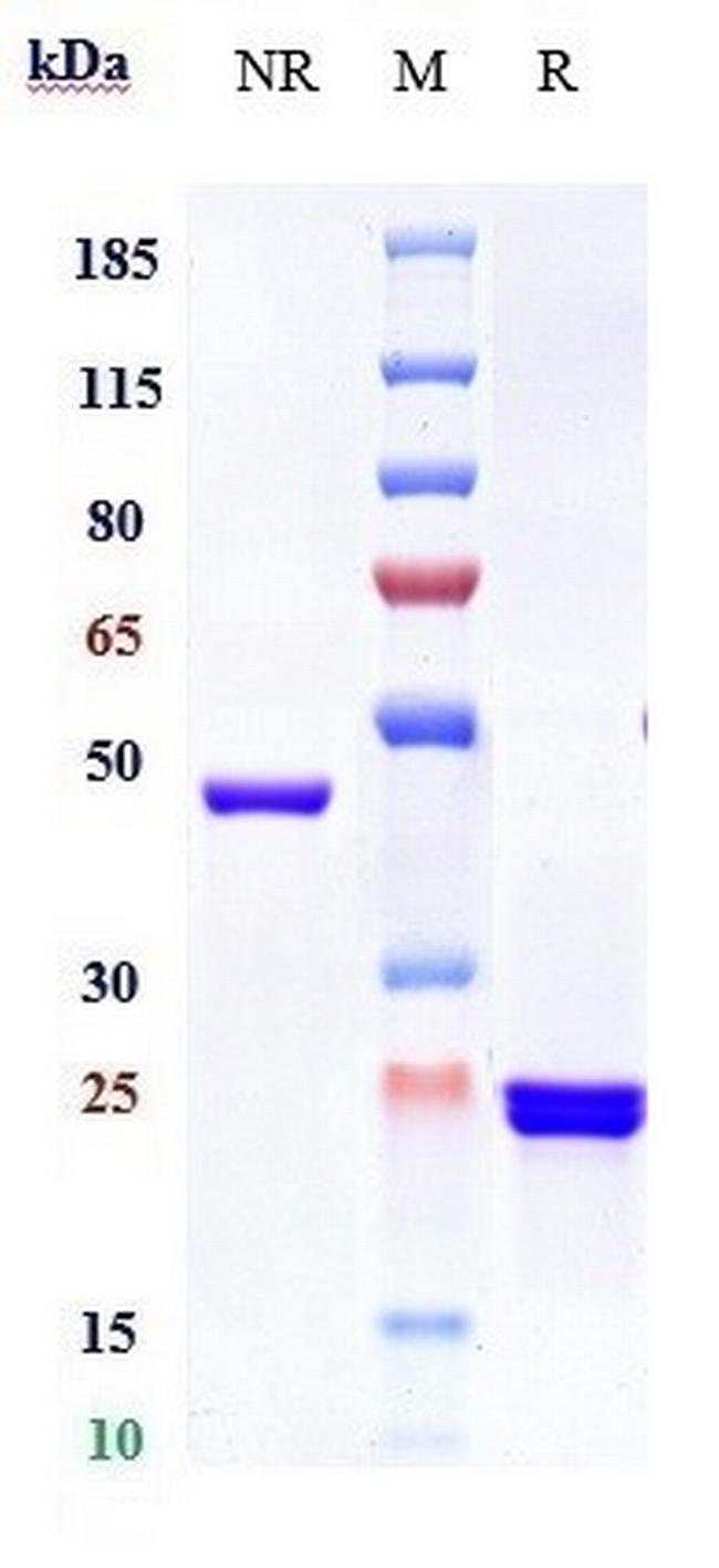 GP6 (Glenzocimab Biosimilar) Antibody in SDS-PAGE (SDS-PAGE)