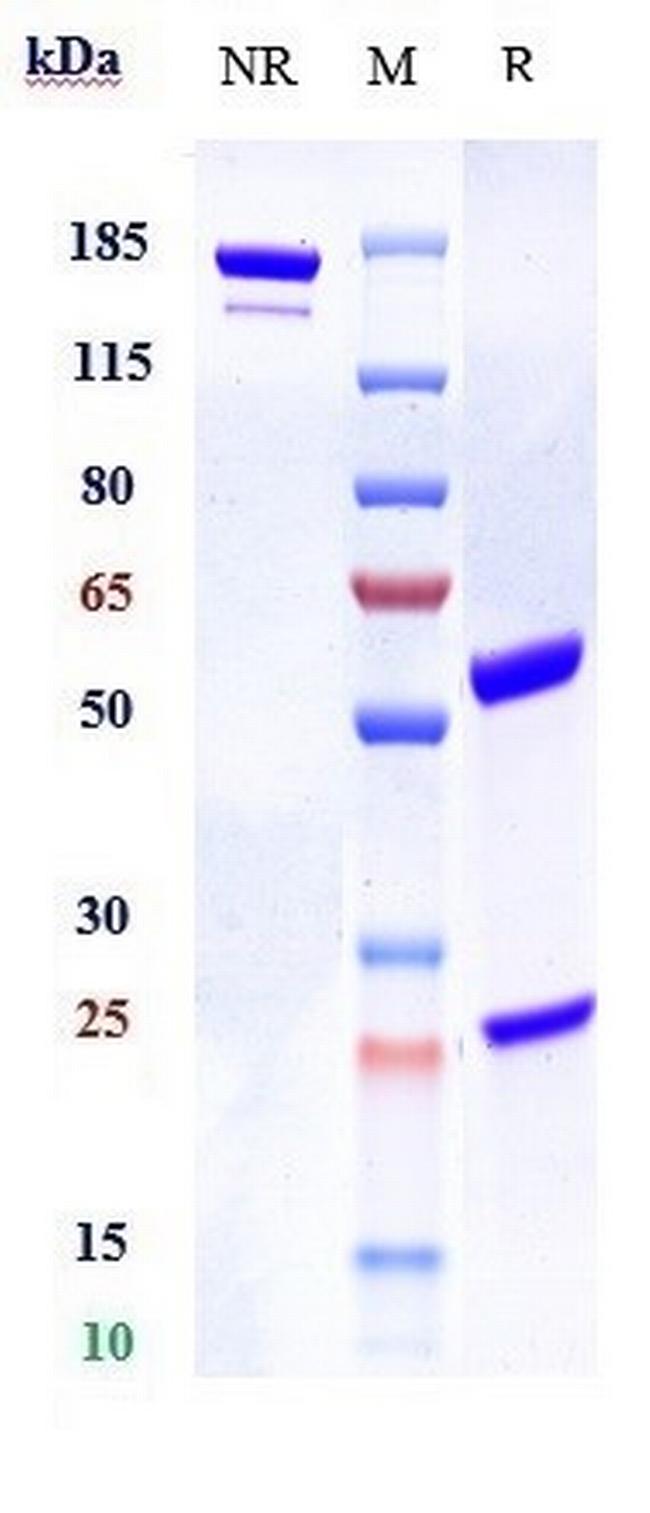 Bapotulimab Antibody in SDS-PAGE (SDS-PAGE)