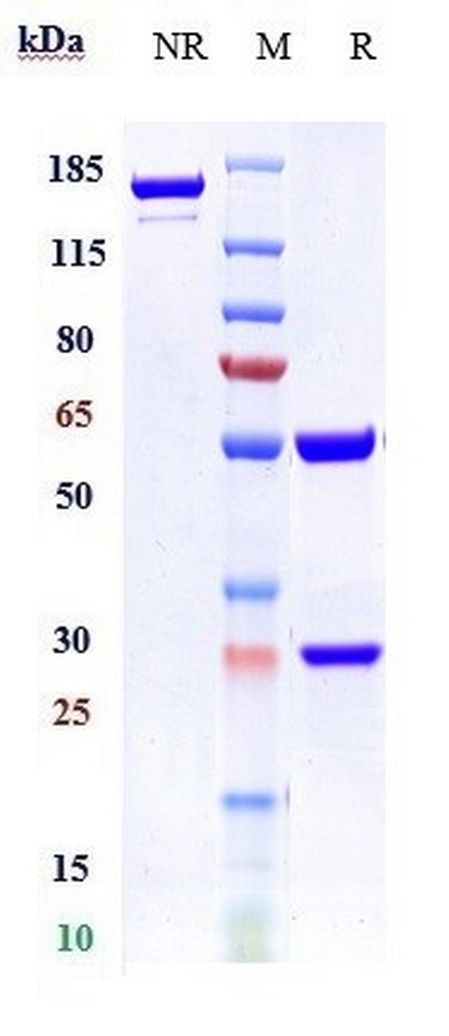 Milatuzumab Humanized Antibody in SDS-PAGE (SDS-PAGE)