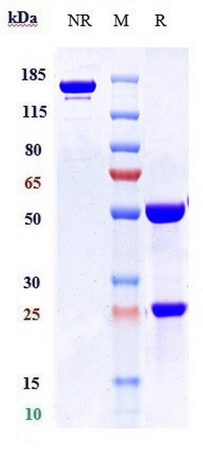 Apamistamab Antibody in SDS-PAGE (SDS-PAGE)
