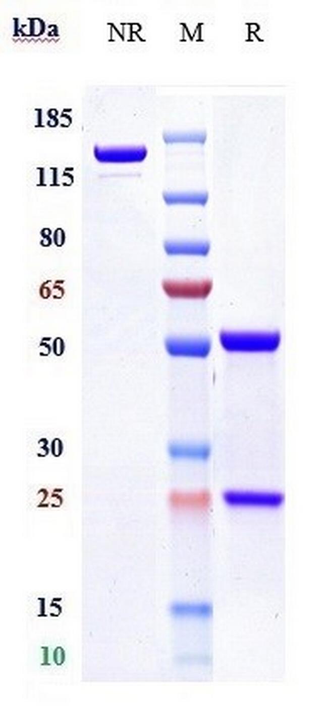 Factor IX/Factor X (Emicizumab Biosimilar) Antibody in SDS-PAGE (SDS-PAGE)