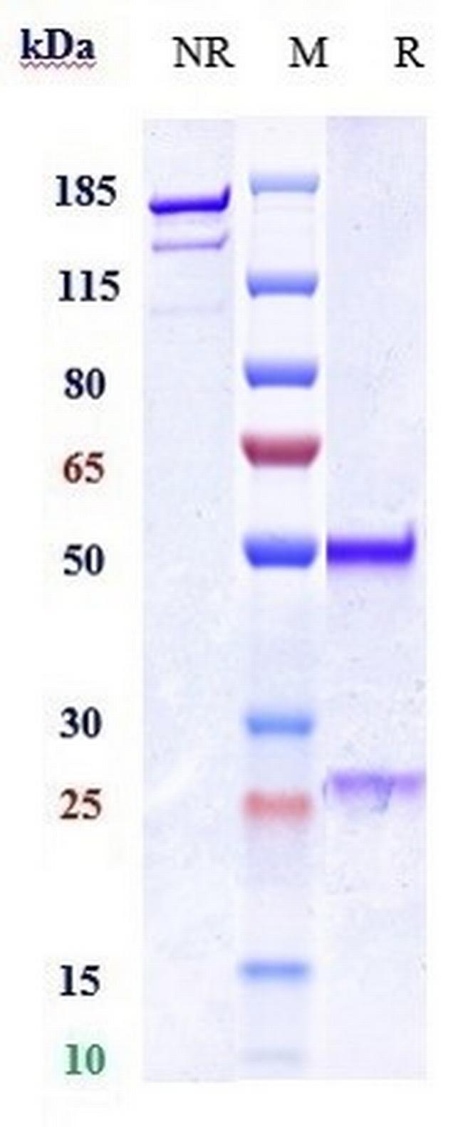 Thrombopoietin Biosimilar Antibody in SDS-PAGE (SDS-PAGE)