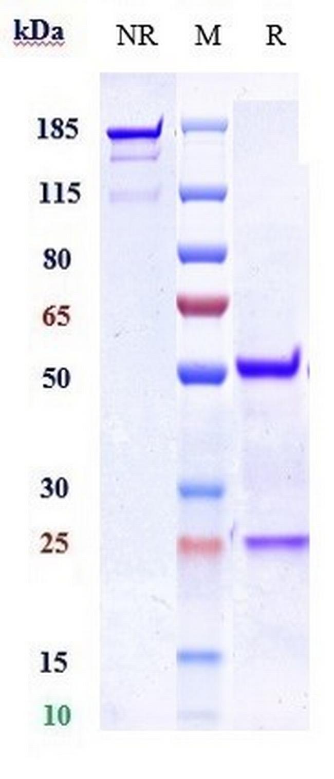 CRTH2 (CD294) Biosimilar Antibody in SDS-PAGE (SDS-PAGE)