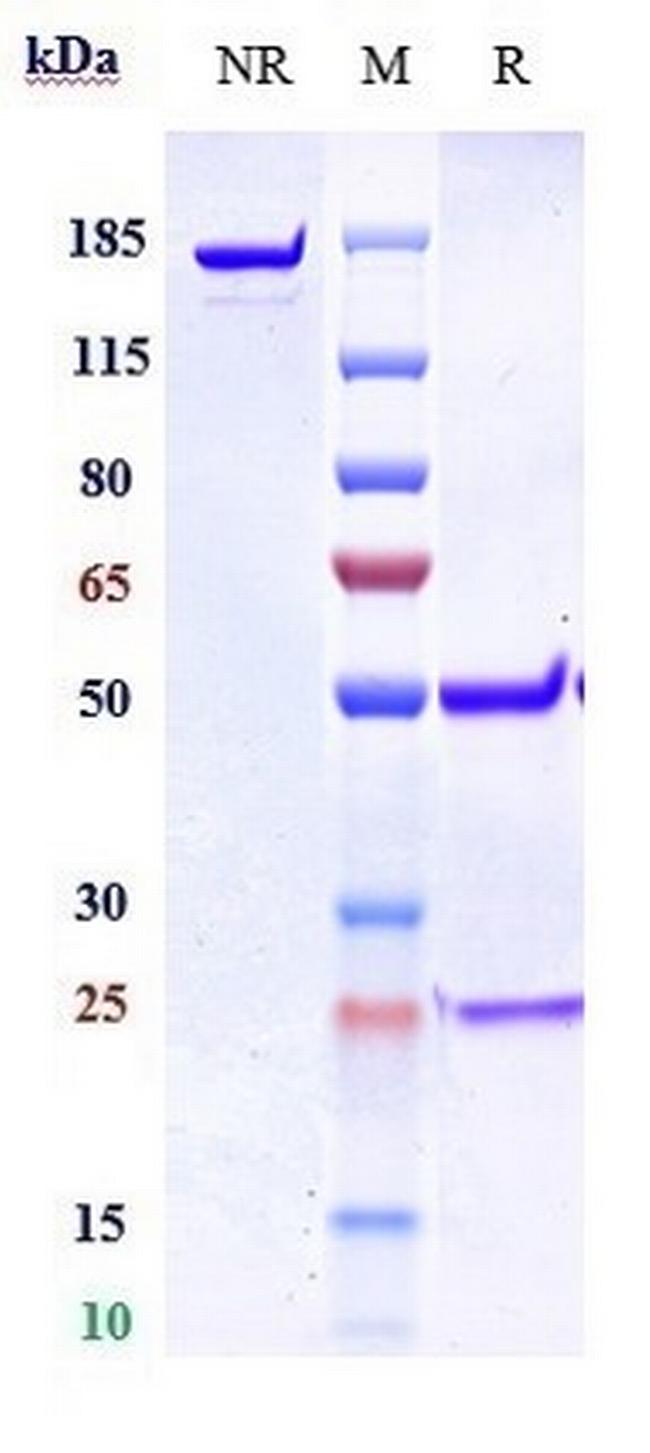GREM1 (Biosimilar) Antibody in SDS-PAGE (SDS-PAGE)