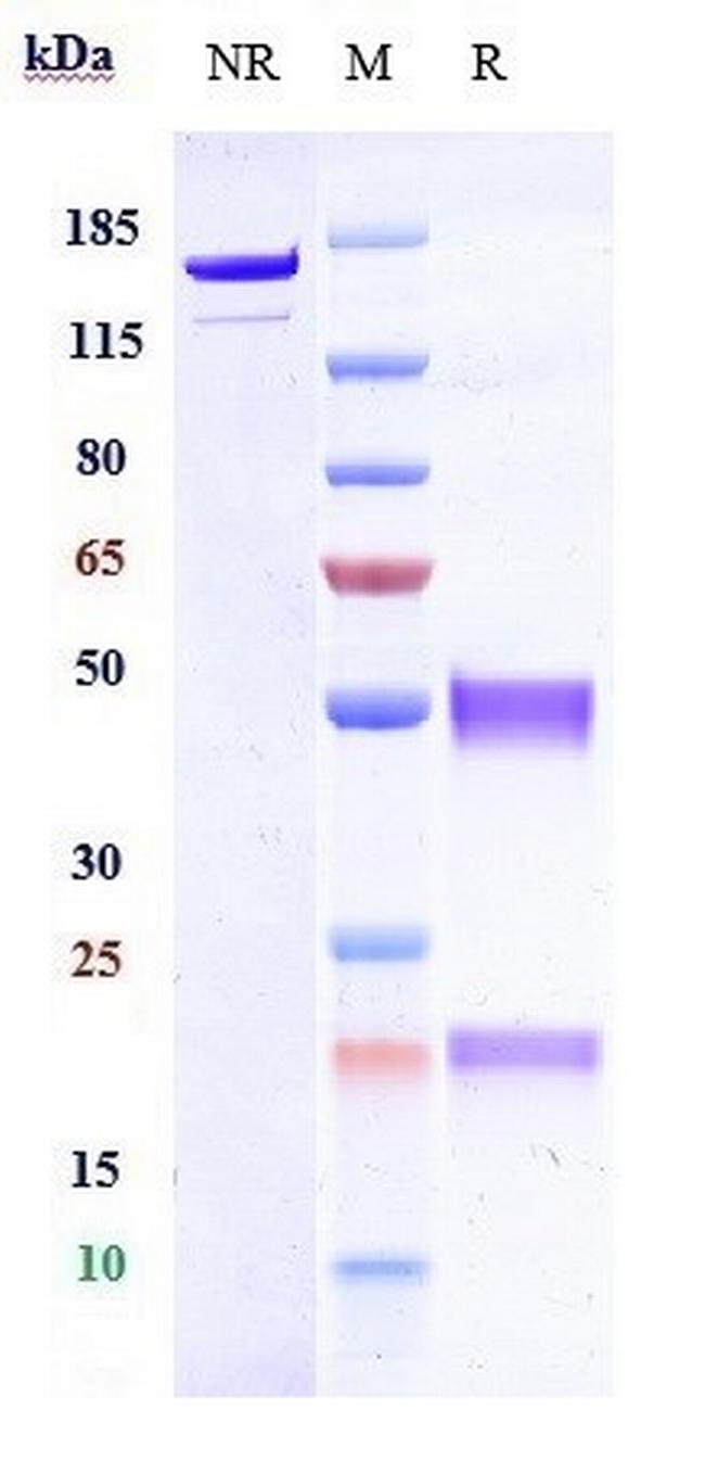 HFE2 (Biosimilar) Antibody in SDS-PAGE (SDS-PAGE)