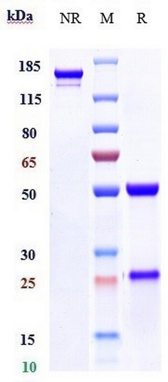 HGF Activator (Biosimilar) Antibody in SDS-PAGE (SDS-PAGE)
