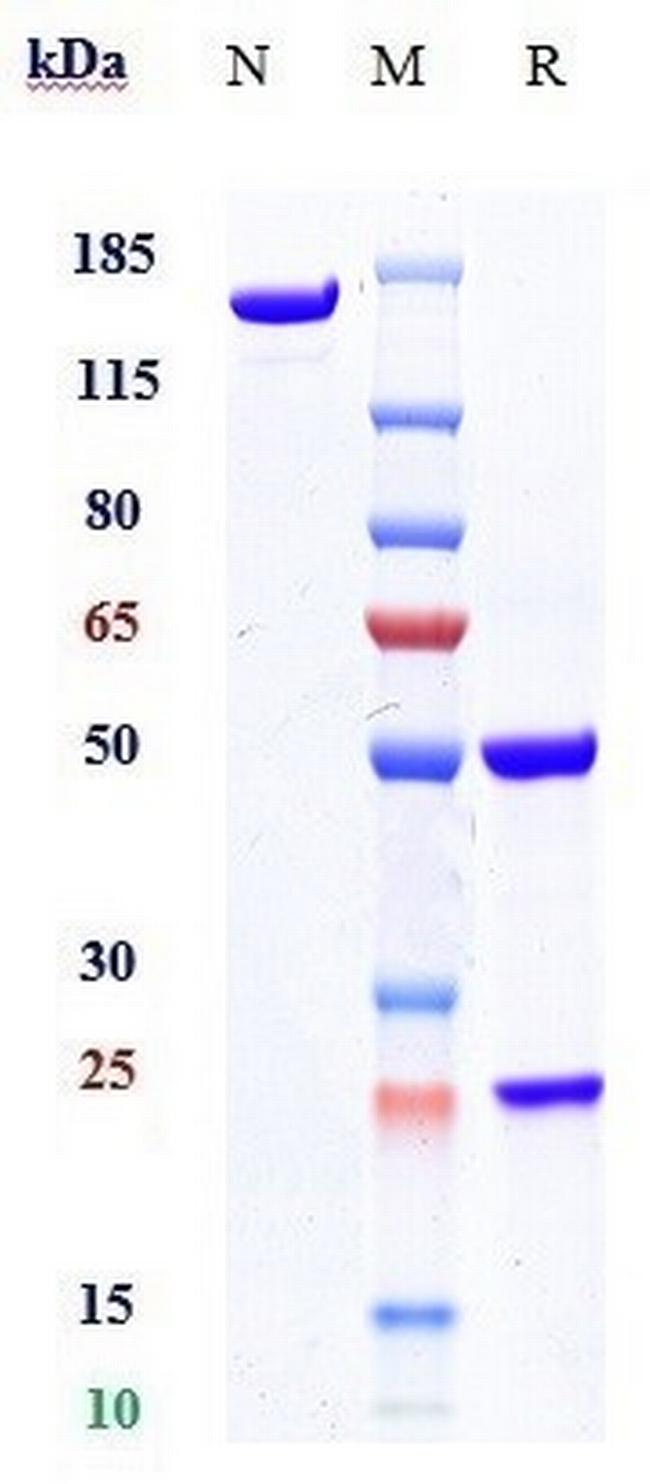 ORAI1 Biosimilar Antibody in SDS-PAGE (SDS-PAGE)