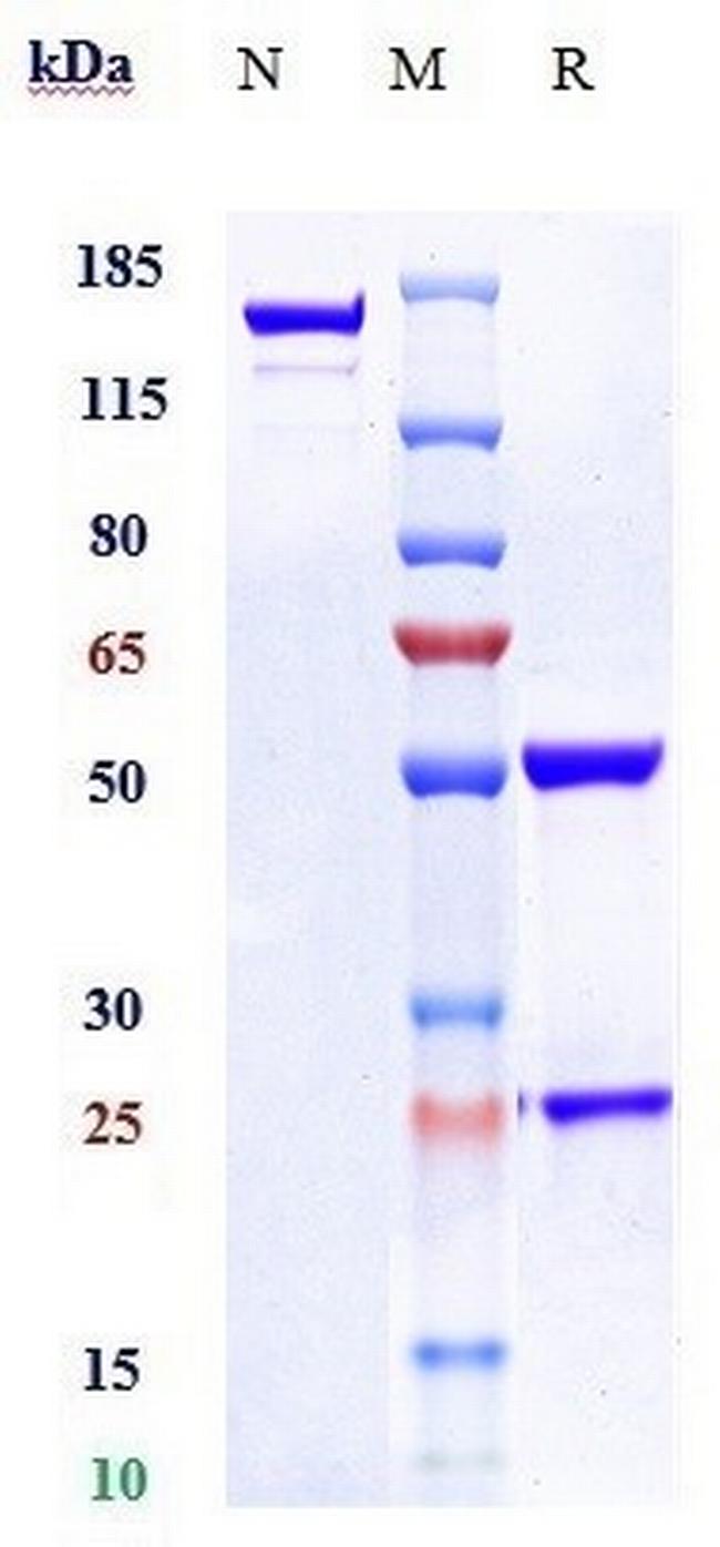 PAI1 (Biosimilar) Antibody in SDS-PAGE (SDS-PAGE)