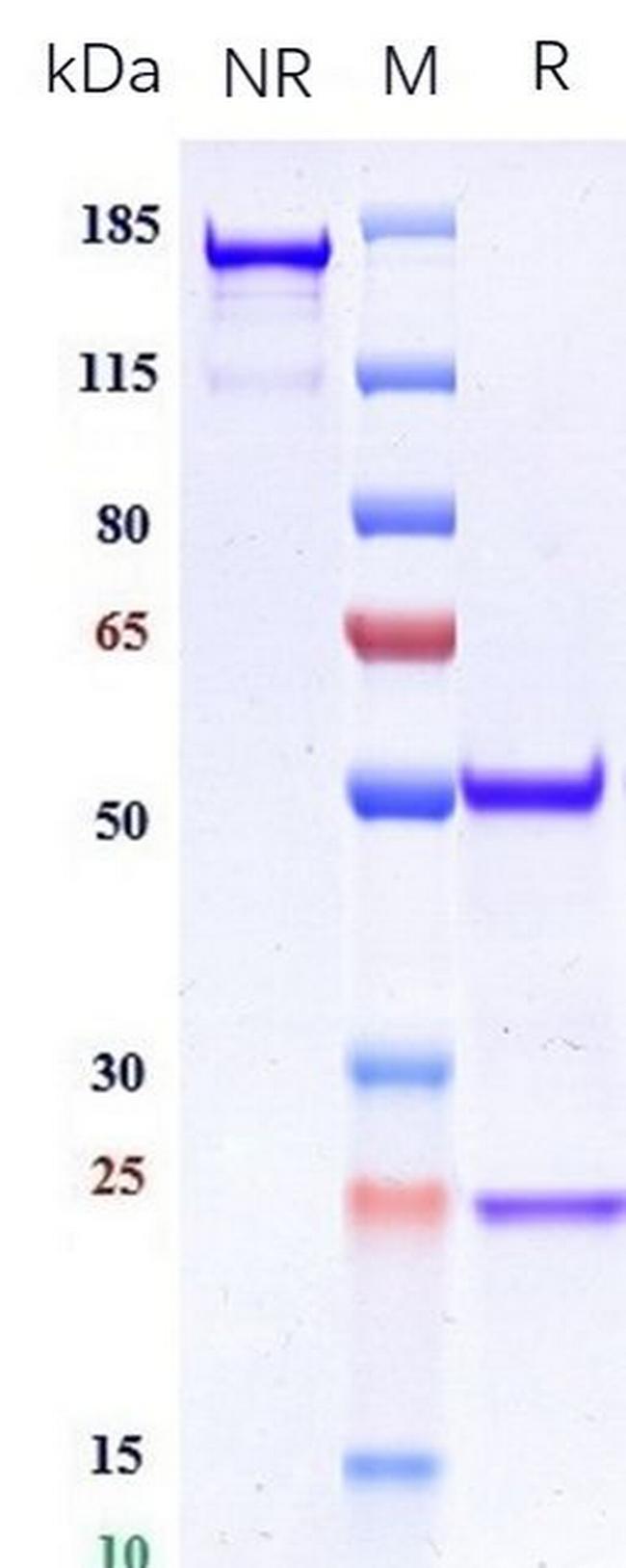 PF4 (Biosimilar) Antibody in SDS-PAGE (SDS-PAGE)