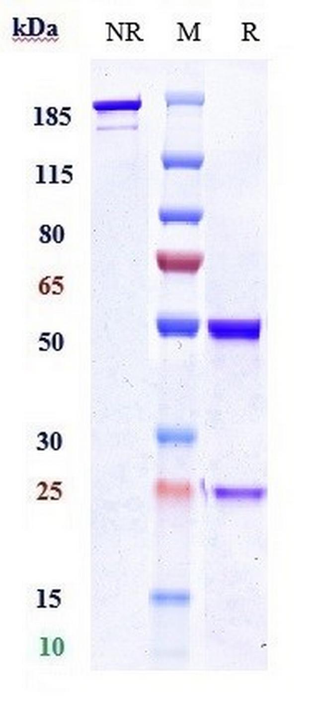 Ubiquitin C (Biosimilar) Antibody in SDS-PAGE (SDS-PAGE)