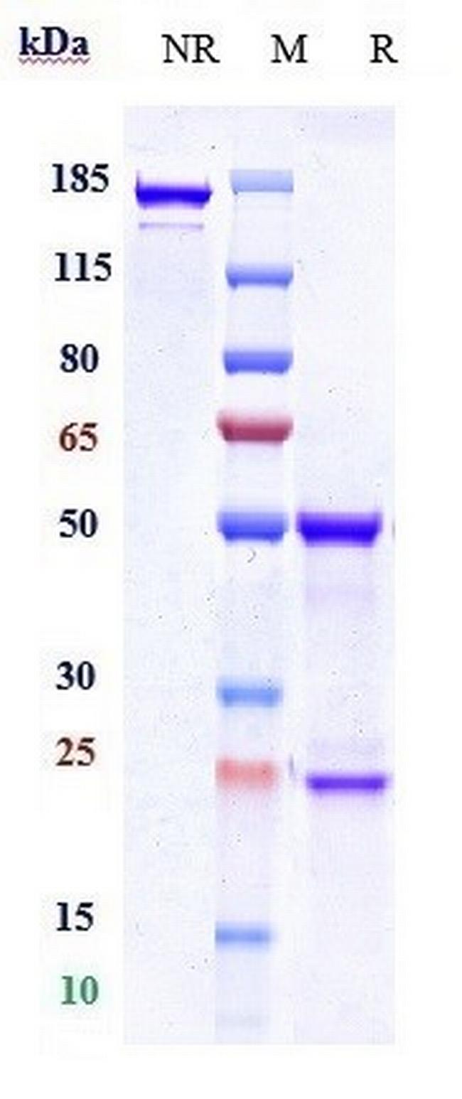 HTRA1 (Galegenimab Biosimilar) Antibody in SDS-PAGE (SDS-PAGE)