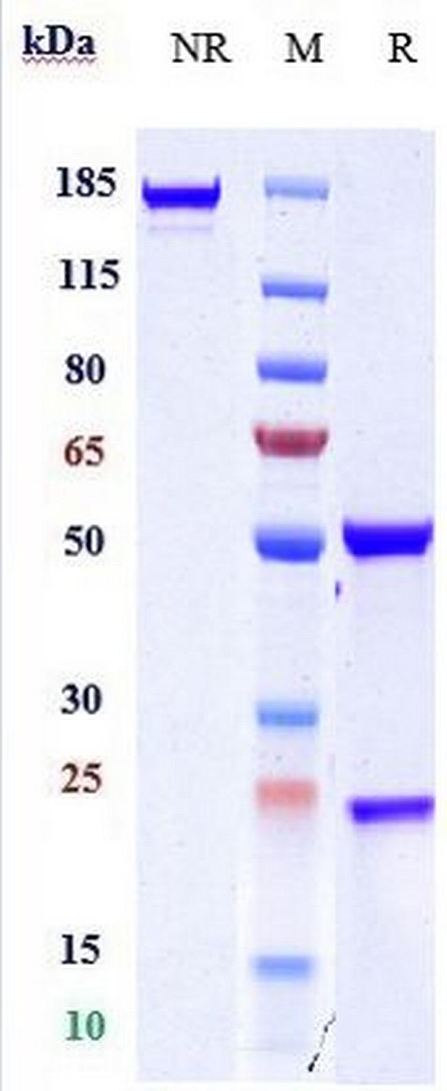 CD163 Biosimilar Antibody in SDS-PAGE (SDS-PAGE)