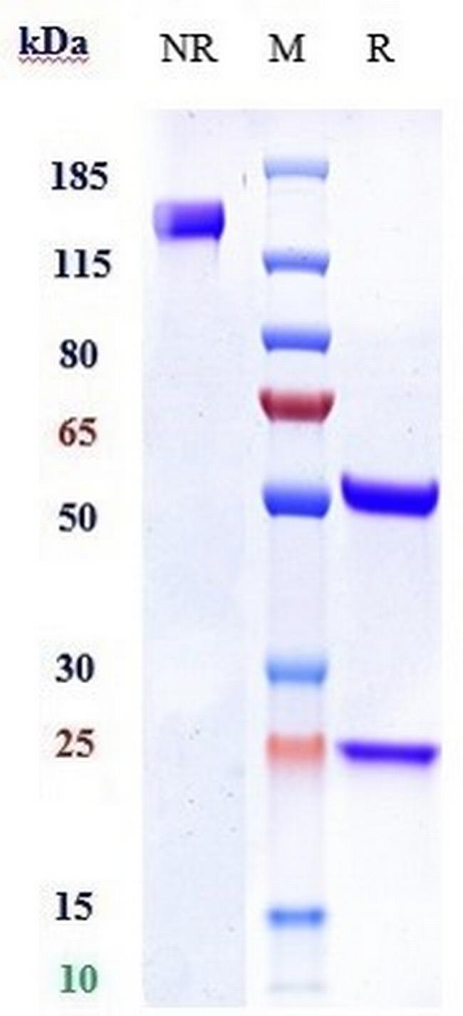 Ly-6E (Biosimilar) Antibody in SDS-PAGE (SDS-PAGE)