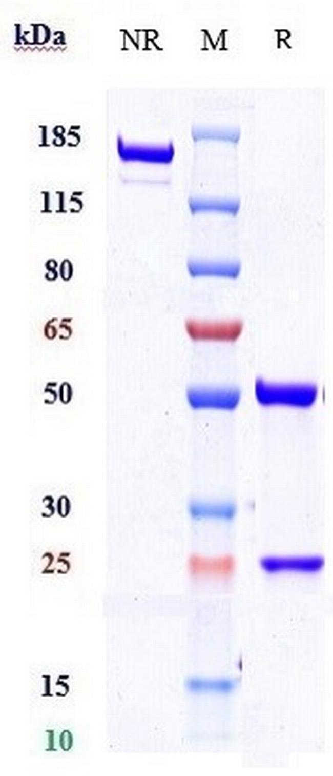 CD248 (Ontuxizumab Biosimilar) Antibody in SDS-PAGE (SDS-PAGE)