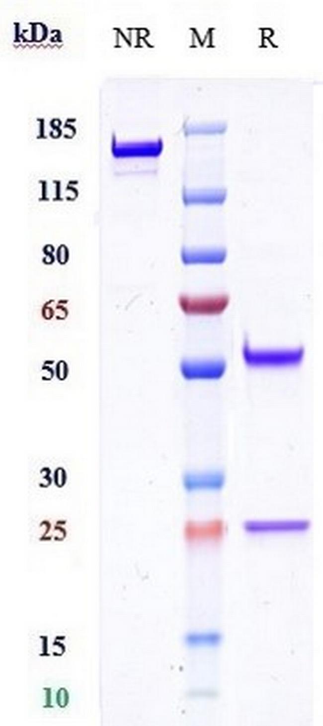 TMEFF1 Biosimilar Antibody in SDS-PAGE (SDS-PAGE)