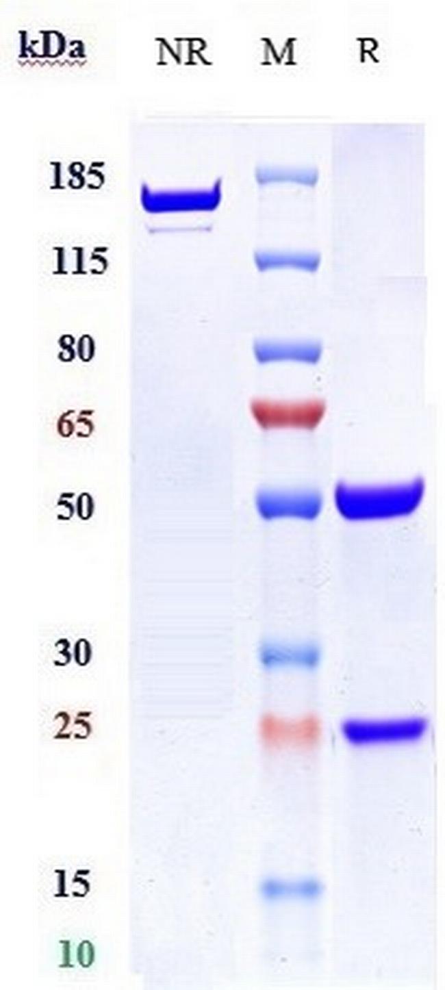 MUC1 (Cantuzumab Biosimilar) Antibody in SDS-PAGE (SDS-PAGE)