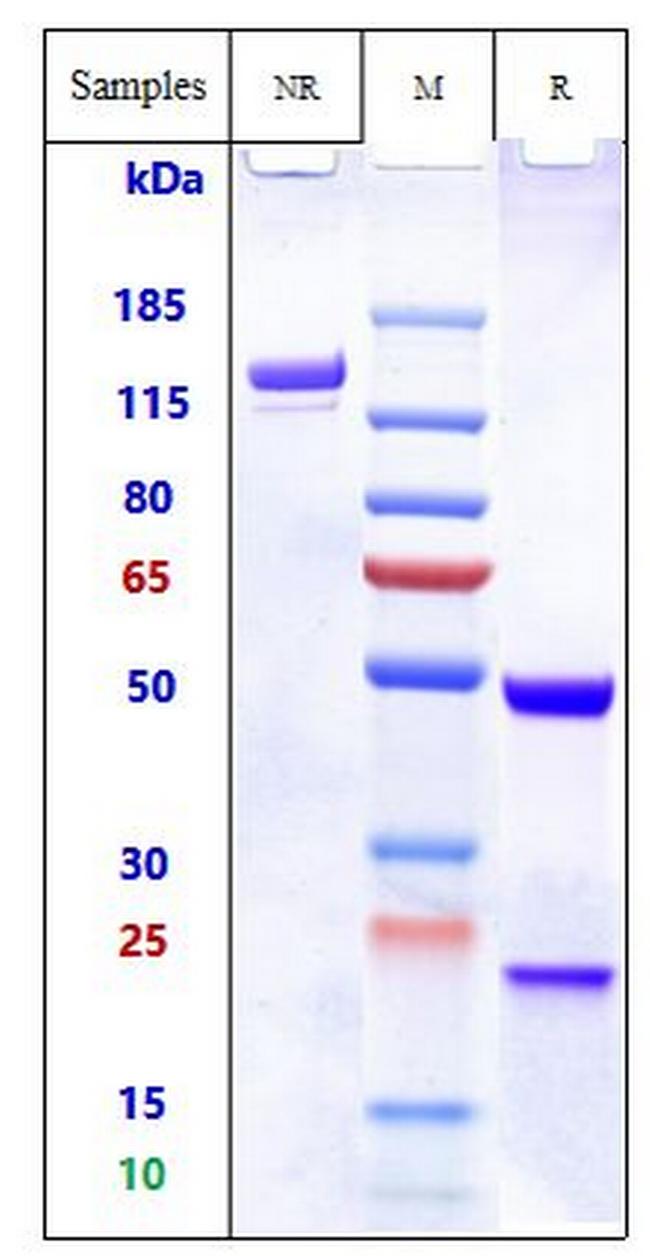 CD44v6 (Bivatuzumab Biosimilar) Antibody in SDS-PAGE (SDS-PAGE)