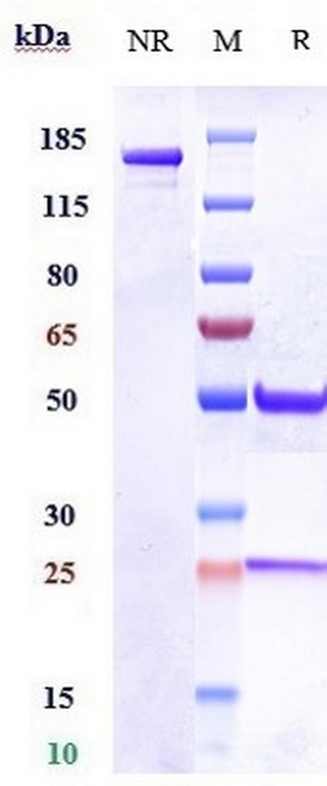 ITGA11 (Biosimilar) Antibody in SDS-PAGE (SDS-PAGE)