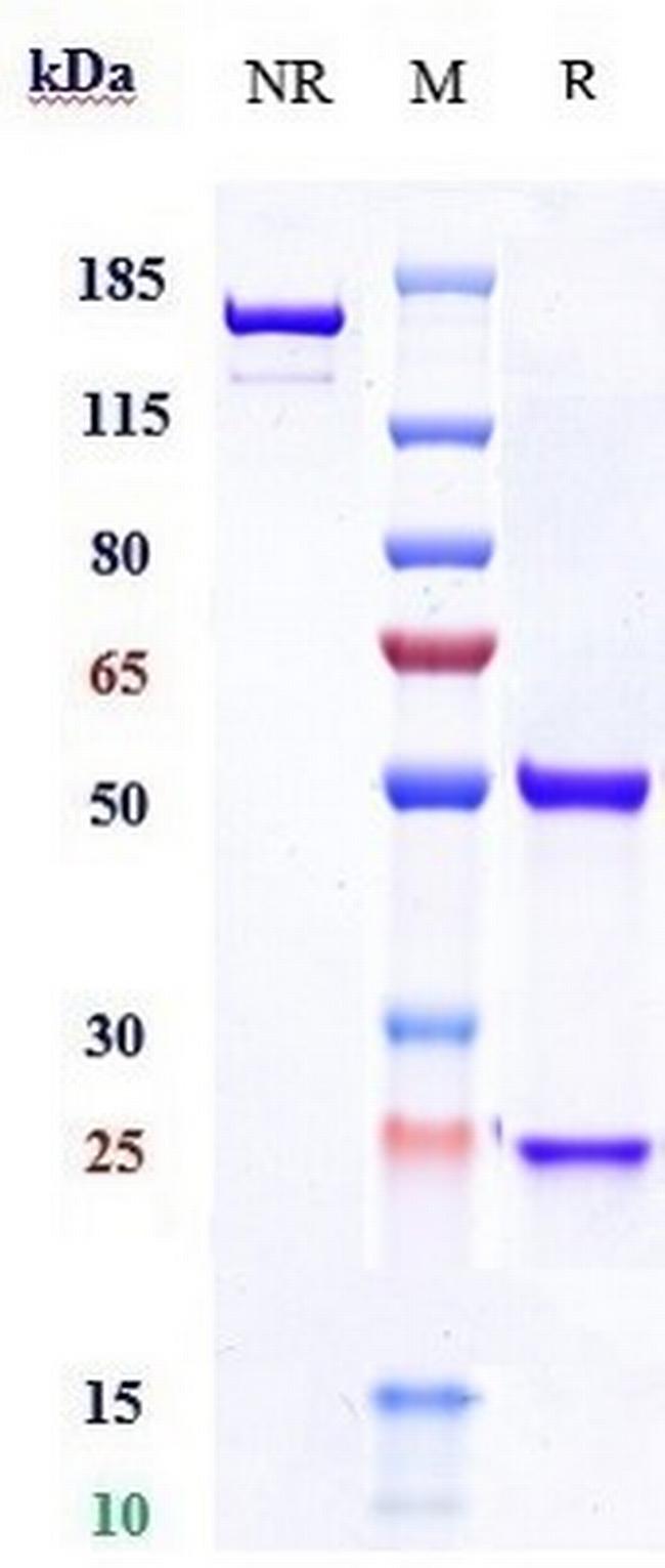 Prolactin Receptor (Rolinsatamab Biosimilar) Antibody in SDS-PAGE (SDS-PAGE)