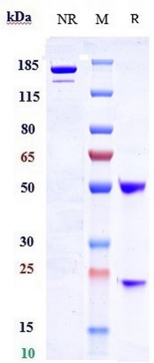 LRRC15 (Samrotamab Biosimilar) Antibody in SDS-PAGE (SDS-PAGE)
