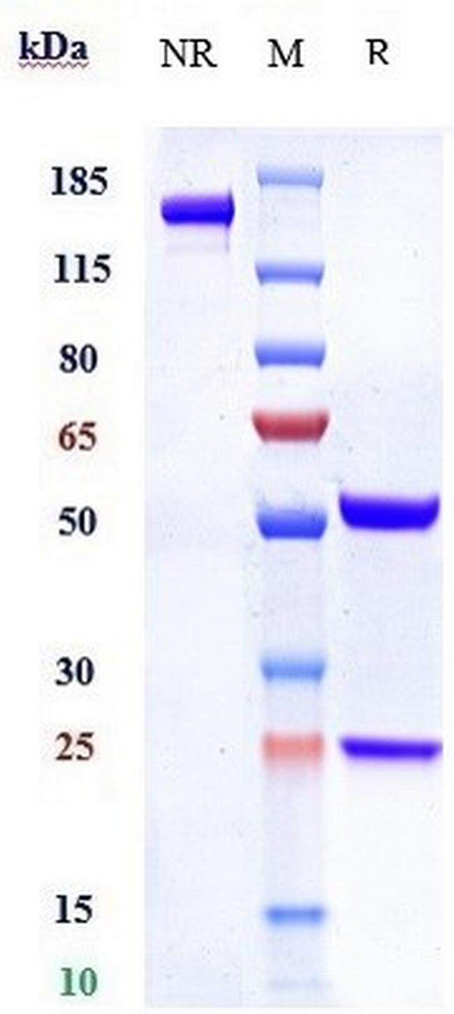 SLC44A4 (Biosimilar) Antibody in SDS-PAGE (SDS-PAGE)