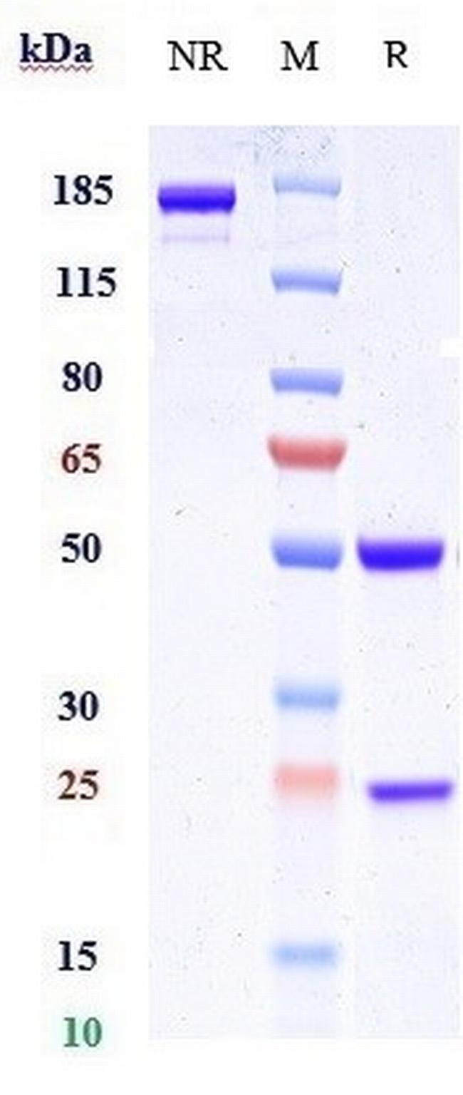 LAMP1 (CD107a) Biosimilar Antibody in SDS-PAGE (SDS-PAGE)
