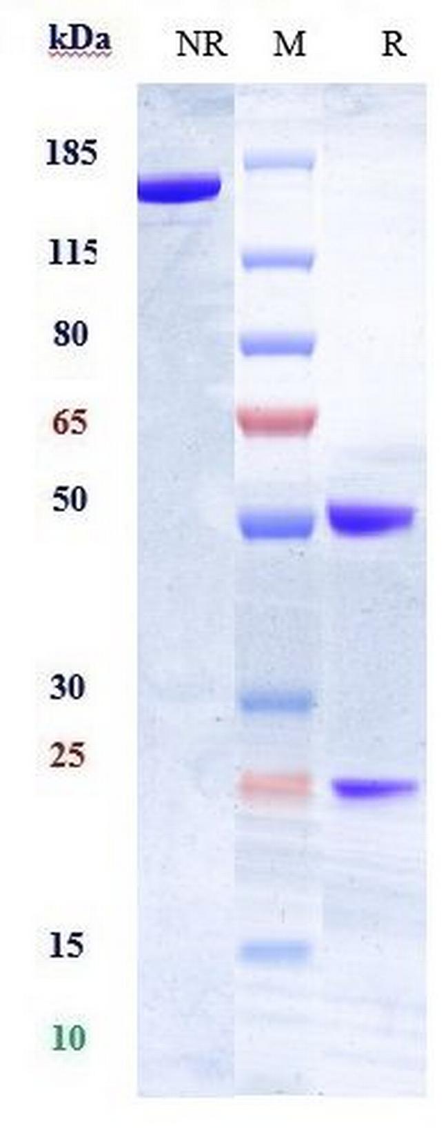 HLA-DR (Biosimilar) Antibody in SDS-PAGE (SDS-PAGE)