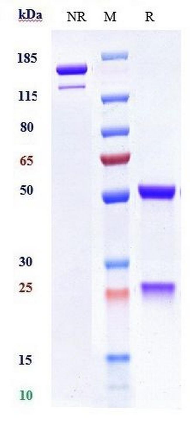 IL-13 (Tralokinumab Biosimilar) Antibody in SDS-PAGE (SDS-PAGE)