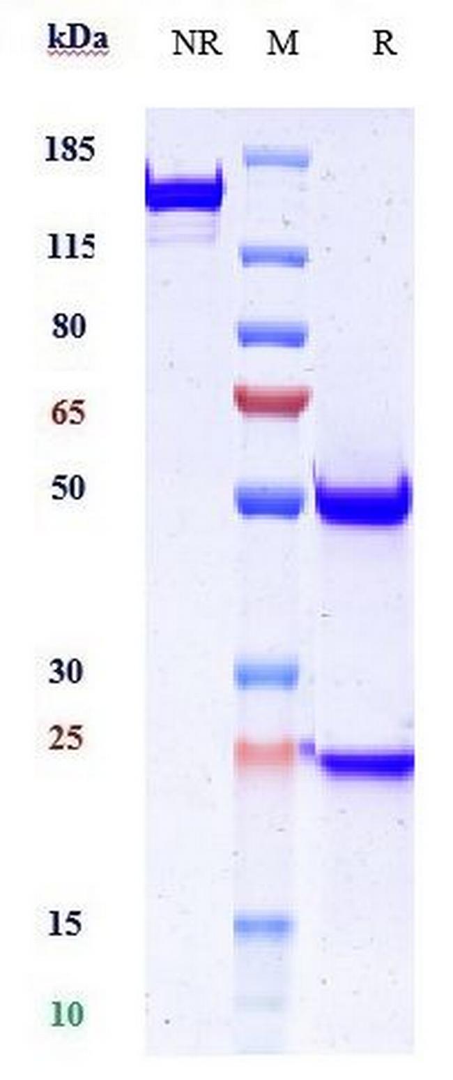 Desmoglein 3 (Biosimilar) Antibody in SDS-PAGE (SDS-PAGE)