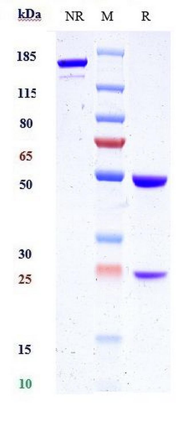 Kallikrein 2 Biosimilar Antibody in SDS-PAGE (SDS-PAGE)