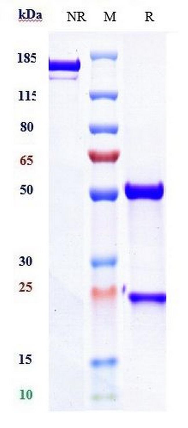 Teplizumab Humanized Antibody in SDS-PAGE (SDS-PAGE)