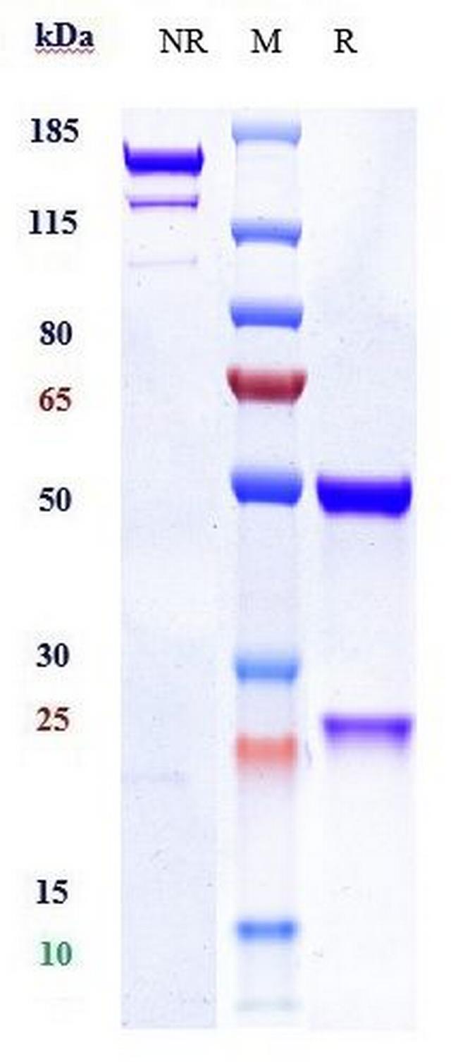 PAR2 (Biosimilar) Antibody in SDS-PAGE (SDS-PAGE)