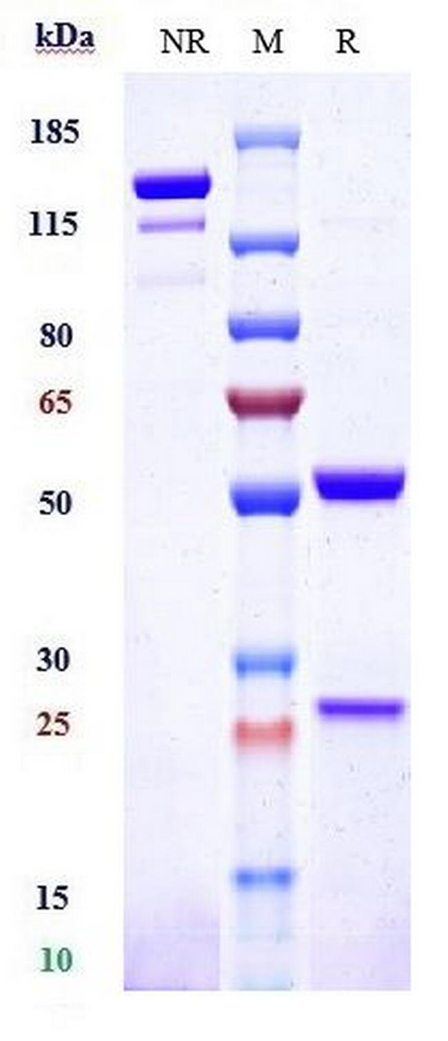 CD33 (Lintuzumab Biosimilar) Antibody in SDS-PAGE (SDS-PAGE)