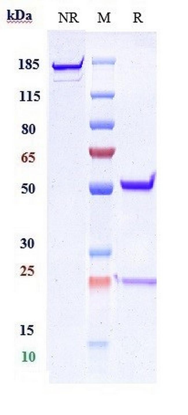 Abrilumab Antibody in SDS-PAGE (SDS-PAGE)