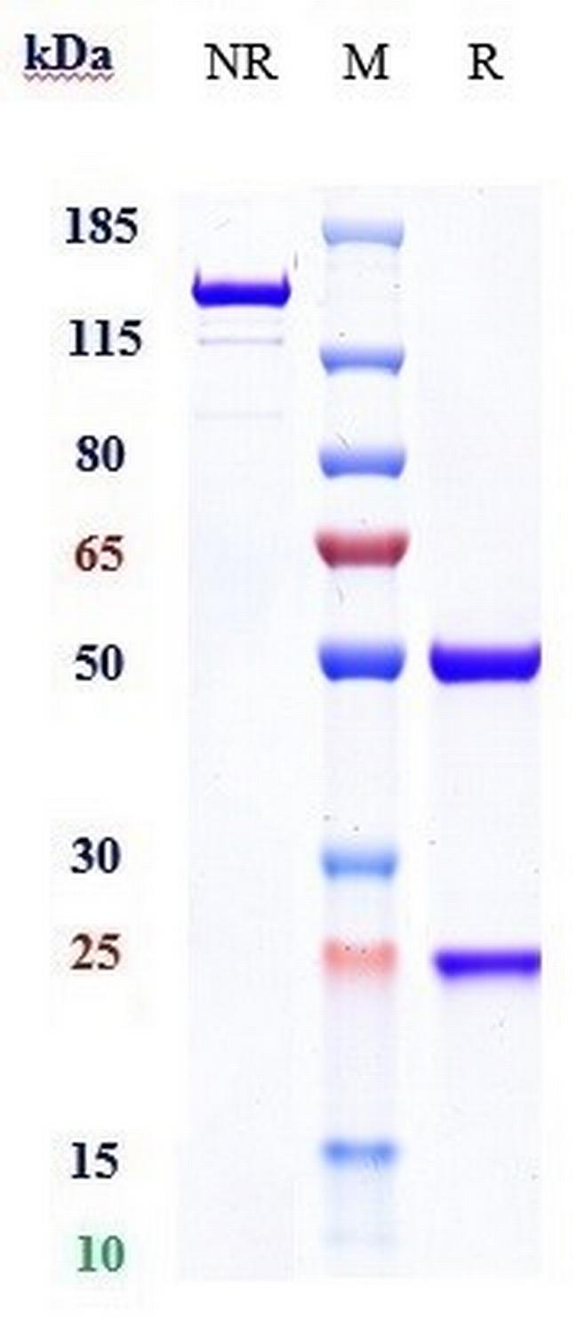 CA125 (Abagovomab Biosimilar) Antibody in SDS-PAGE (SDS-PAGE)
