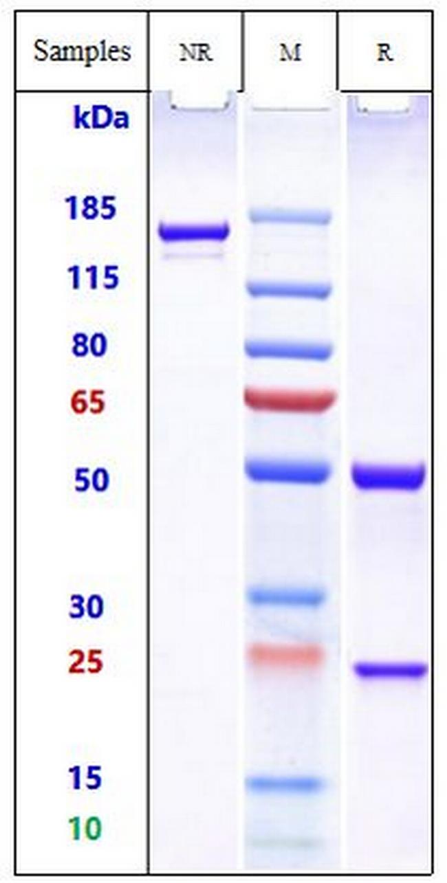Clostridioides difficile Toxin A (Actoxumab Biosimilar) Antibody in SDS-PAGE (SDS-PAGE)