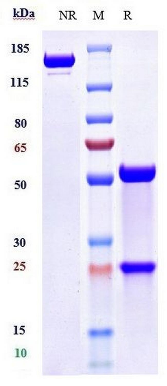 Angiopoietin 2 (Biosimilar) Antibody in SDS-PAGE (SDS-PAGE)