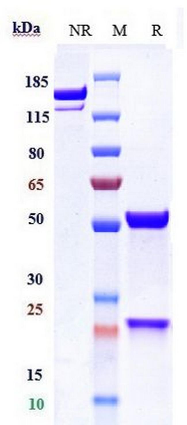 Myostatin (Apitegromab Biosimilar) Antibody in SDS-PAGE (SDS-PAGE)