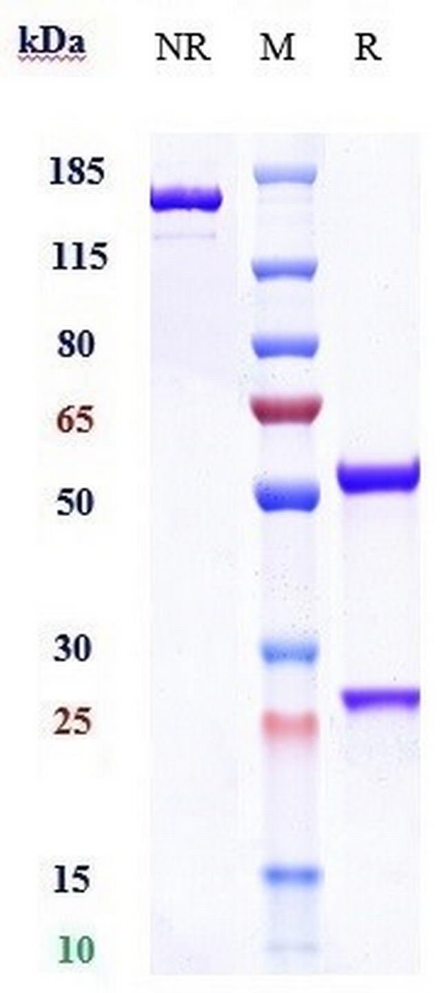 PD-L1 (CD274) (Adebrelimab Biosimilar) Antibody in SDS-PAGE (SDS-PAGE)