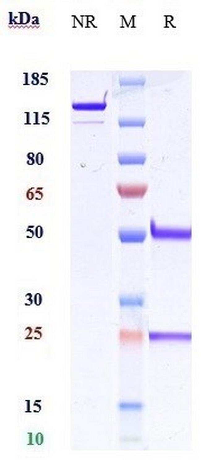 IFN alpha (Biosimilar) Antibody in SDS-PAGE (SDS-PAGE)